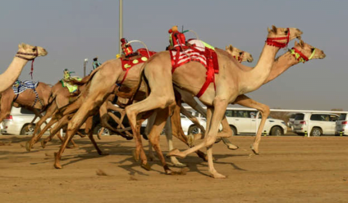 Camels undergo cosmetic surgeries in Saudi Arabia!