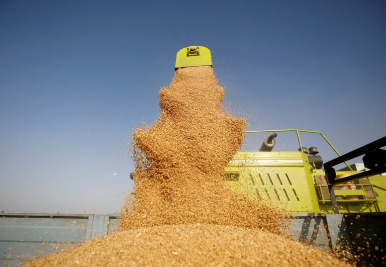 Egypt racing to secure wheat supplies