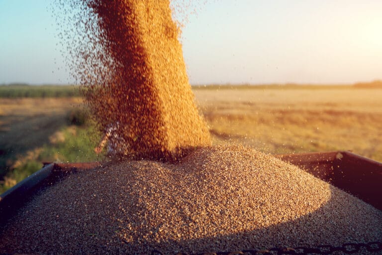 ماذا لو قررت الهند تقييد شحنات القمح؟