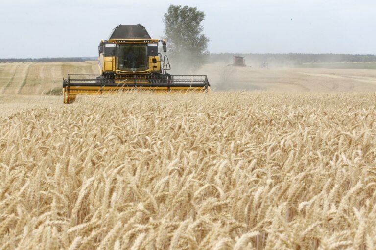 واردات القمح إلى الكويت آمنة