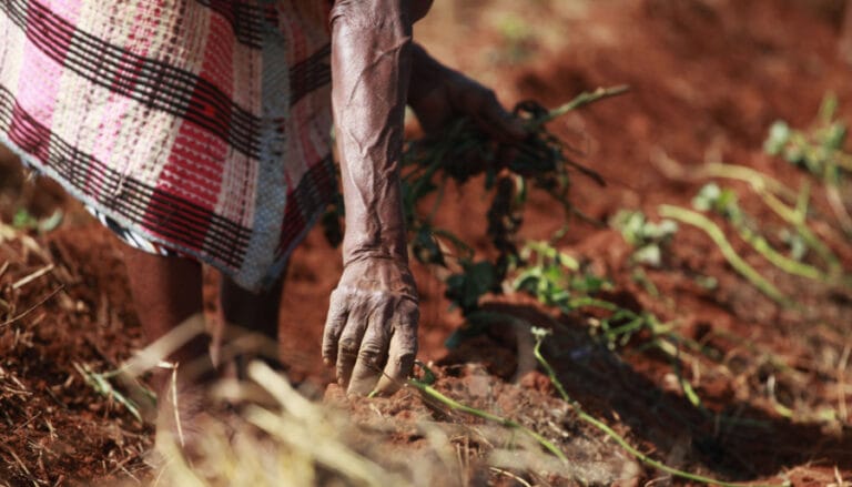 الأمن الغذائي العالمي في خطر.. حذار من المجاعة