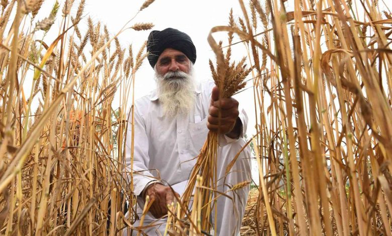 الإمارات تتخذ قراراً هاماً بشأن القمح الهندي