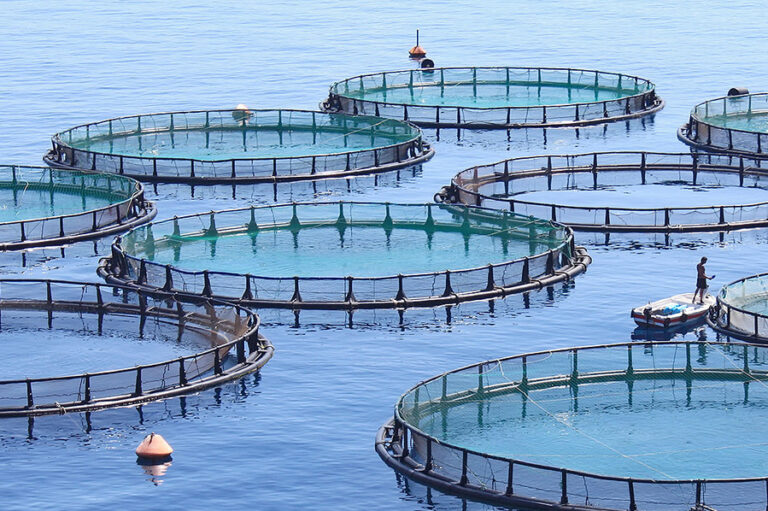 Egypt launches first organic fish farm