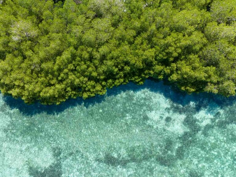Red Sea Global eyes 50 mn mangroves with new project