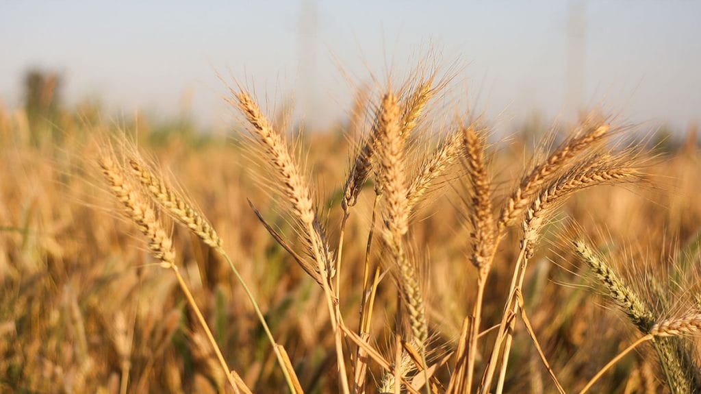 UAE-Egypt sign $500 mn wheat deal, questions on global supply