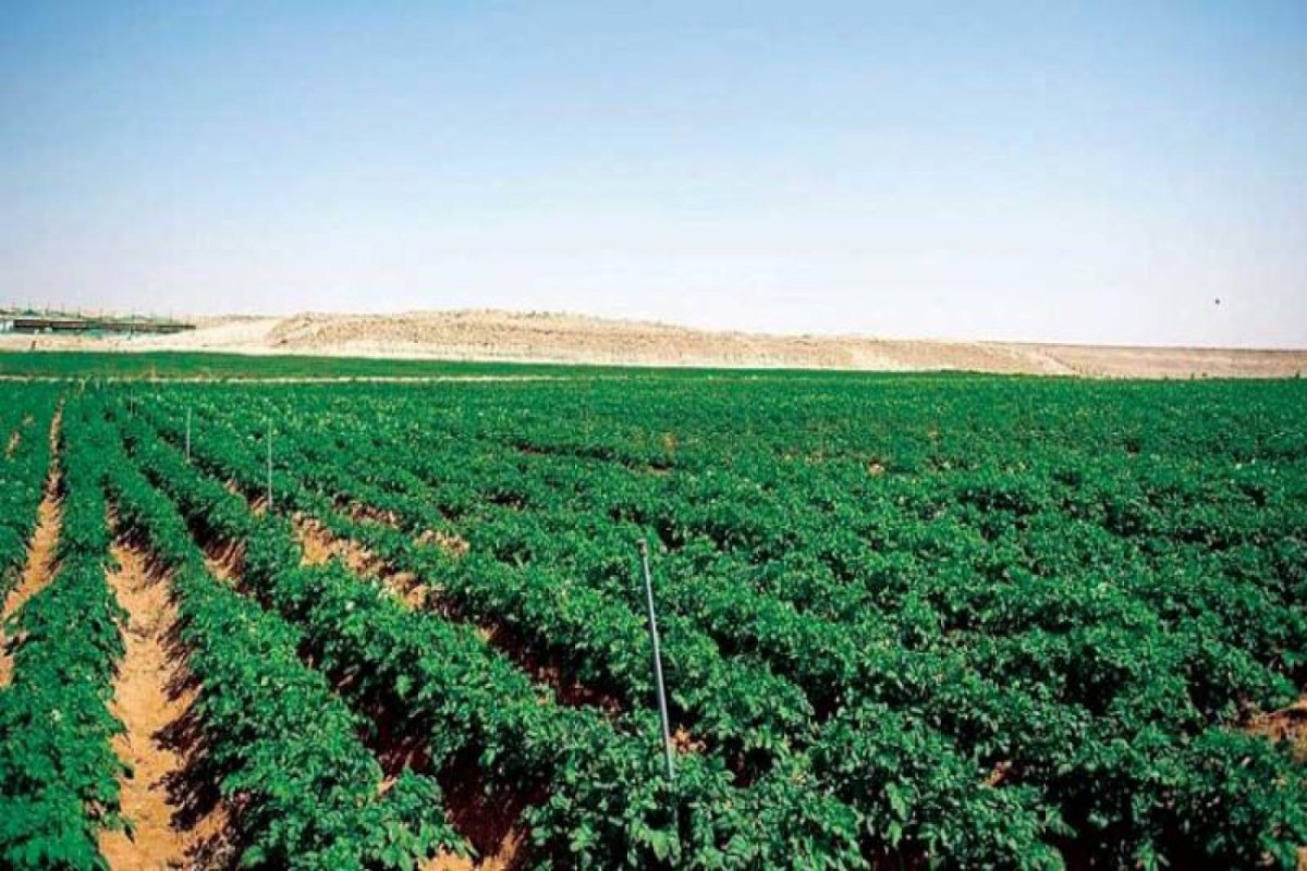 السعودية تدخل موسوعة غينيس بأكبر مزرعة مستدامة على مستوى العالم