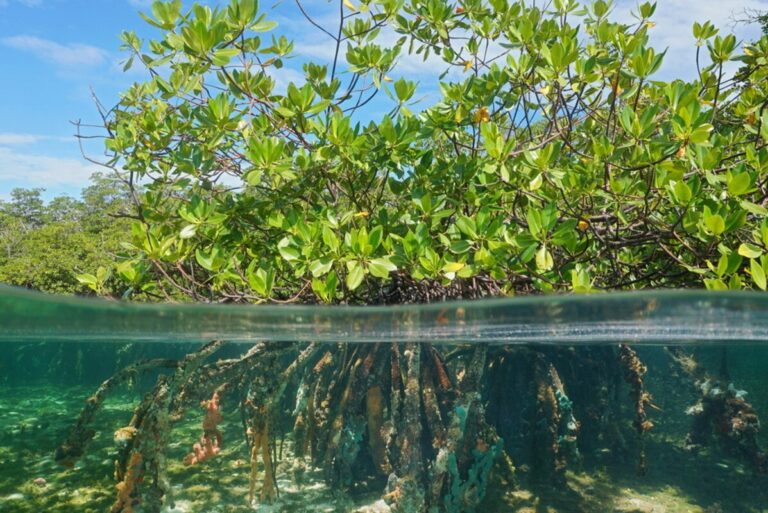 Abu Dhabi’s EAD, TotalEnergies partner to conserve and restore coastal ecosystems in the emirate